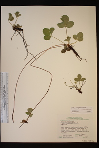 Fragaria virginiana image